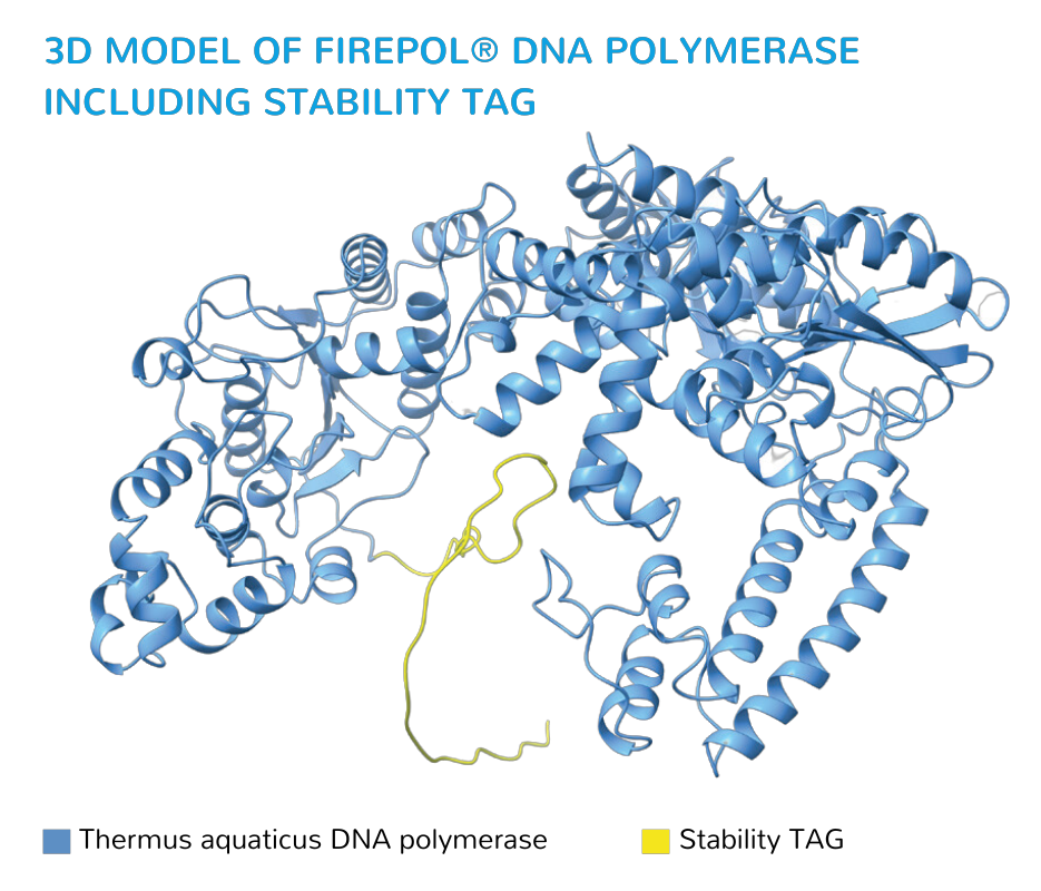 3D model Firepol DNA polymerse